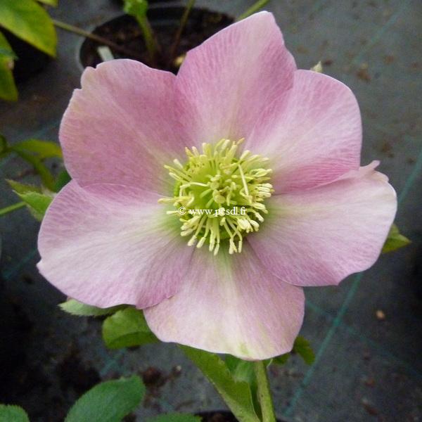 Helleborus orientalis (18)