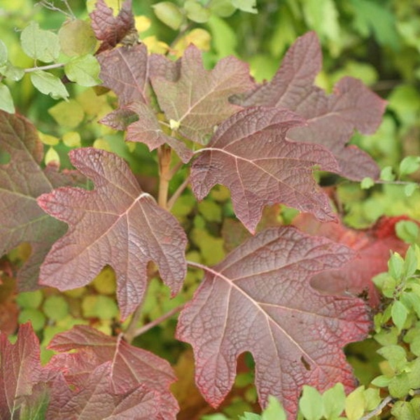 Hydrangea quercifolia Gatsby Girl (1)