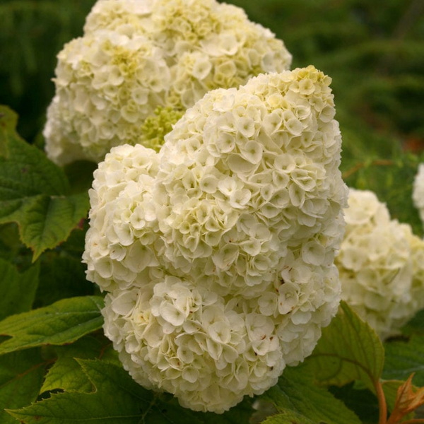 Hydrangea quercifolia Gatsby Moon (2)