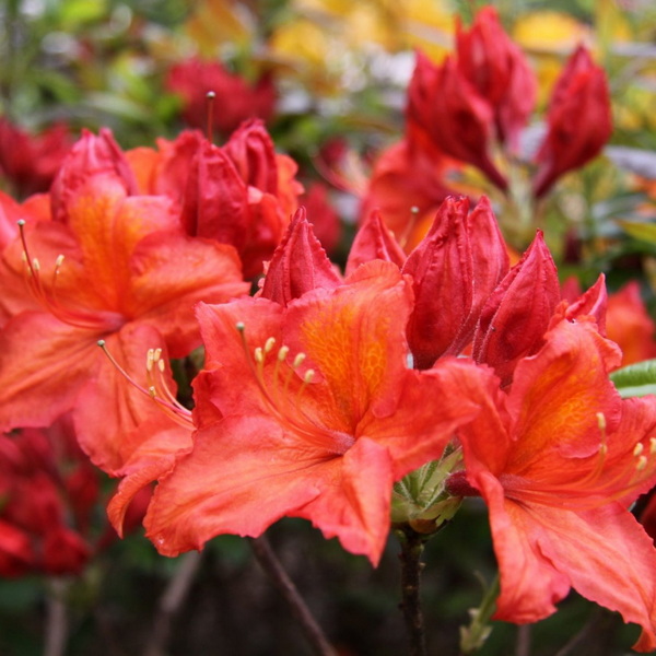 Rhododendron Feuerwerk (2)