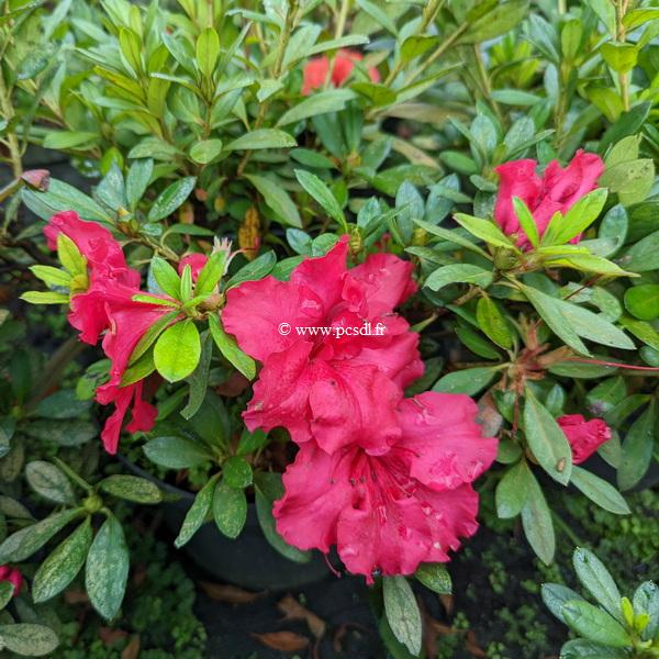 Rhododendron repetita Red (1)