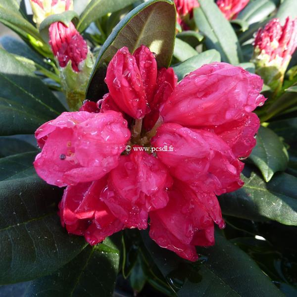 Rhododendron yakushimanum Sneezy (3)