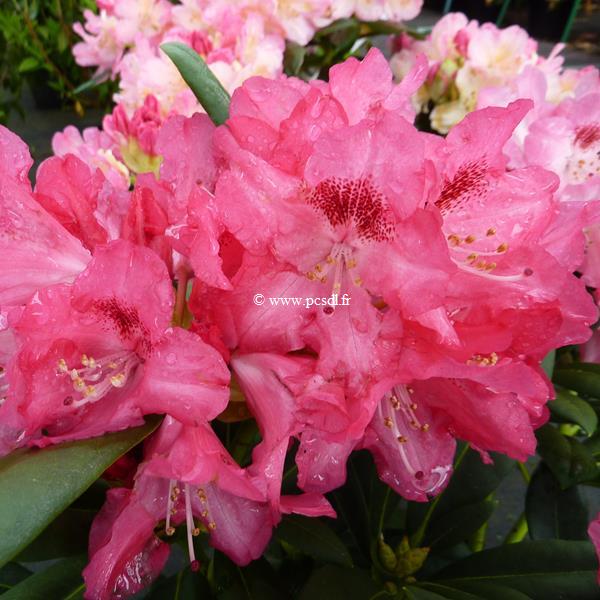 Rhododendron yakushimanum Sneezy