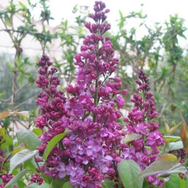 Syringa vulgaris Prince Wolkonsky