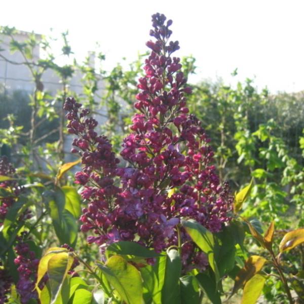 Syringa vulgaris Prince Wolkonsky (1)