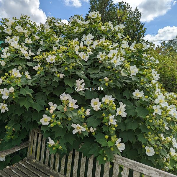 Hibiscus mutabilis Alba (2)