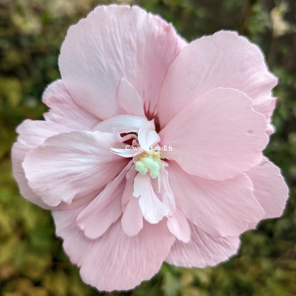 Hibiscus syriacus Pink Chiffon