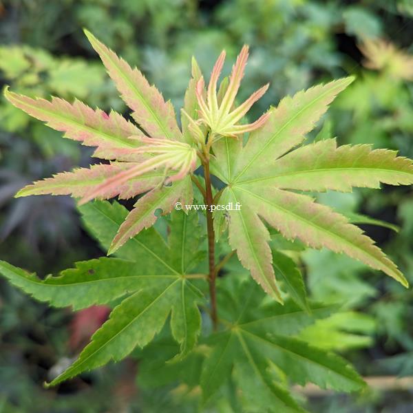 Acer palmatum Berry Broom