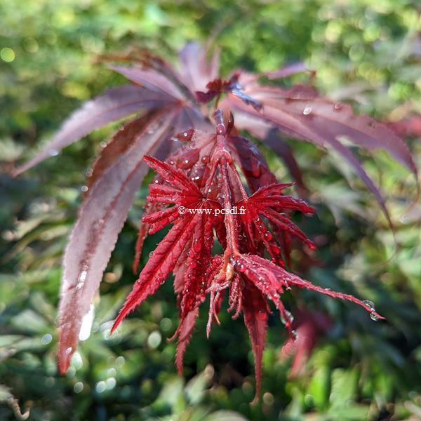 Acer palmatum Pixie