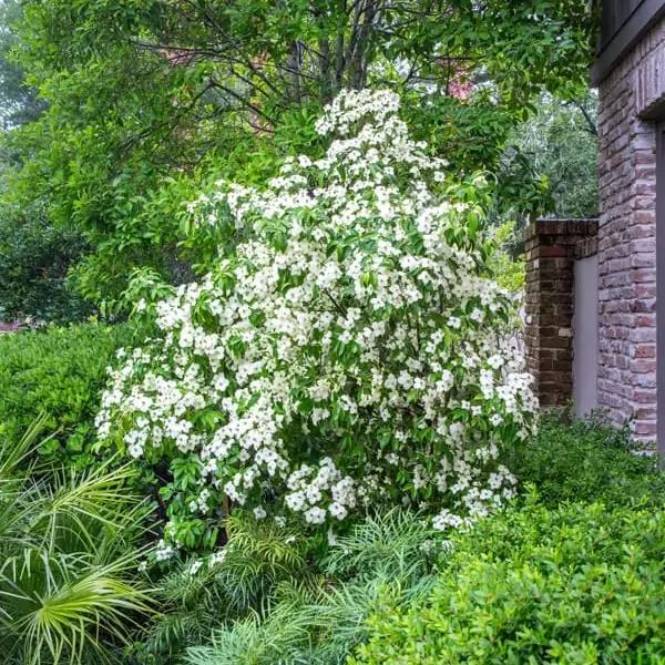 Cornus angustata Empress of China