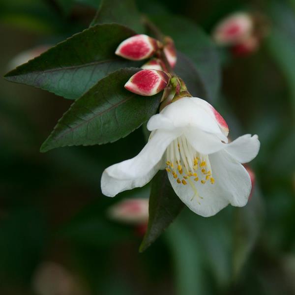 Camellia transnokoensis