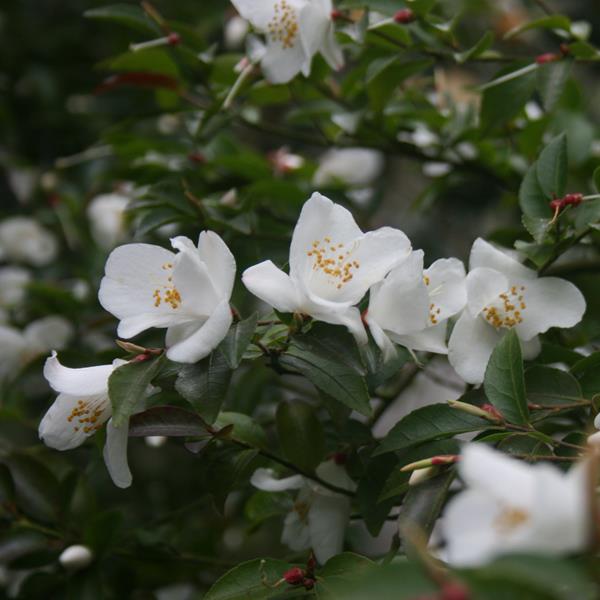 Camellia transnokoensis (2)