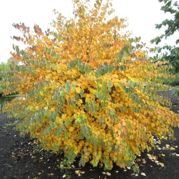 Cercidiphyllum japonicum Glowball