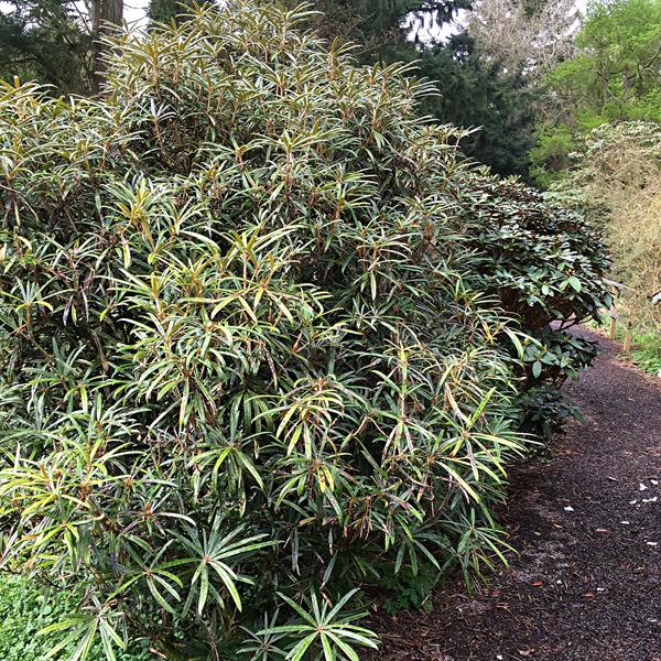Rhododendron makinoi