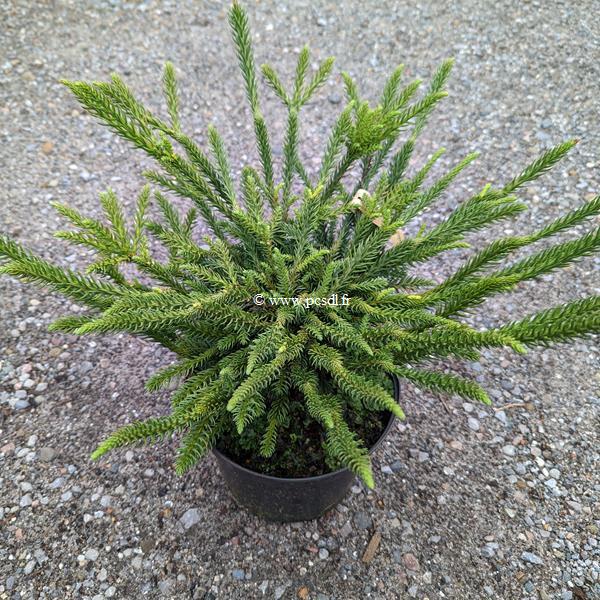 Cryptomeria japonica Dinger (2)
