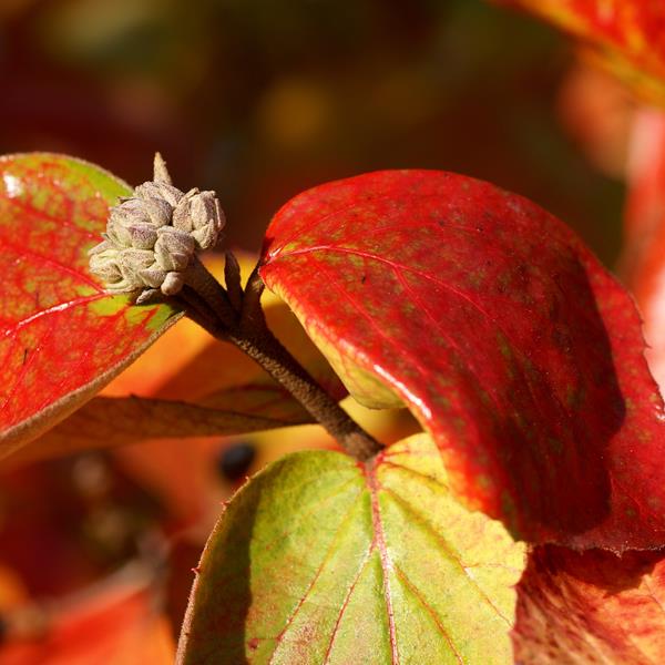 Viburnum x burkwoodii Anne Russell (1)