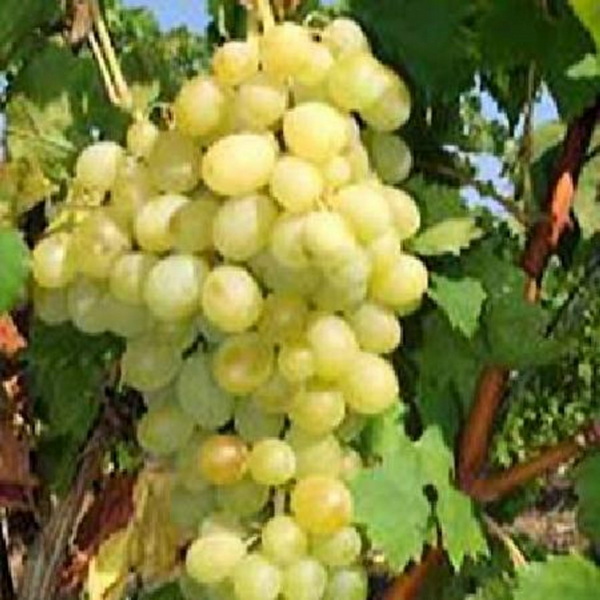 Vitis vinifera Dattier de Beyrouth