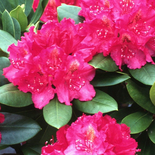 Rhododendron Pearce American Beauty
