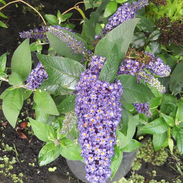 Buddleja x Rocketstar Indigo (2)