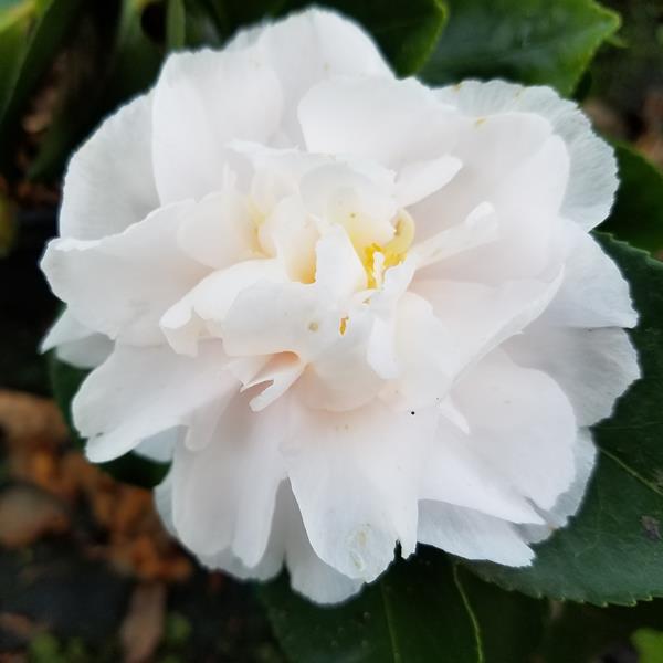 Camellia sasanqua Waterfall White (1)