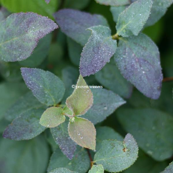 Spiraea japonica Double Play Blue Kazoo (2)