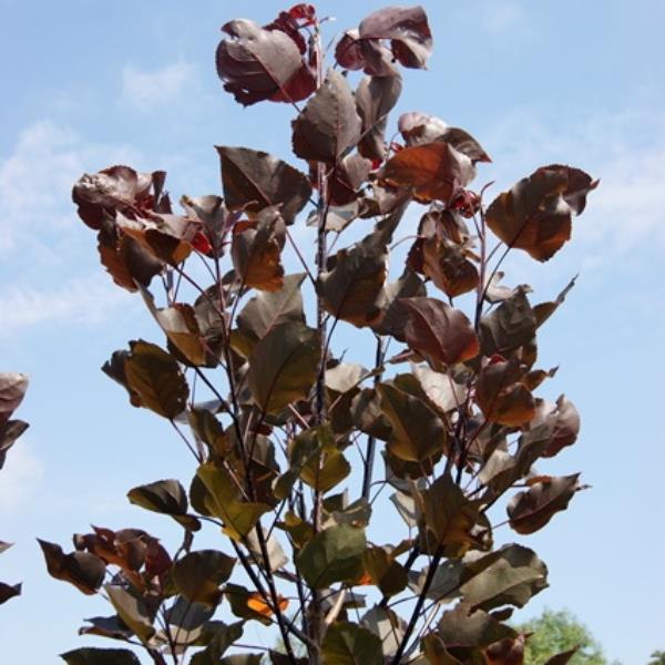 Populus deltoides Purple Tower (1)