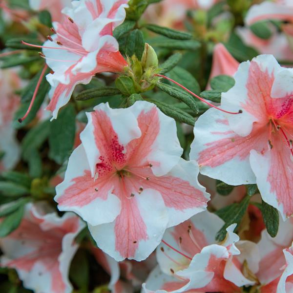 Rhododendron Encore Autumn Starburst (6)