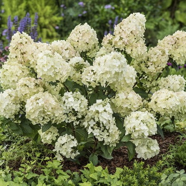 Hydrangea paniculata Petite star (2)