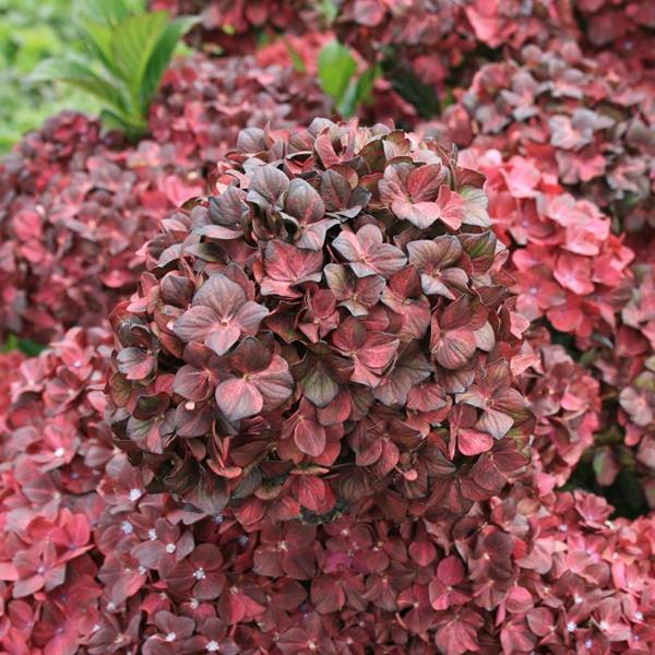 Hydrangea macrophylla Chocolate EVER-BELLES