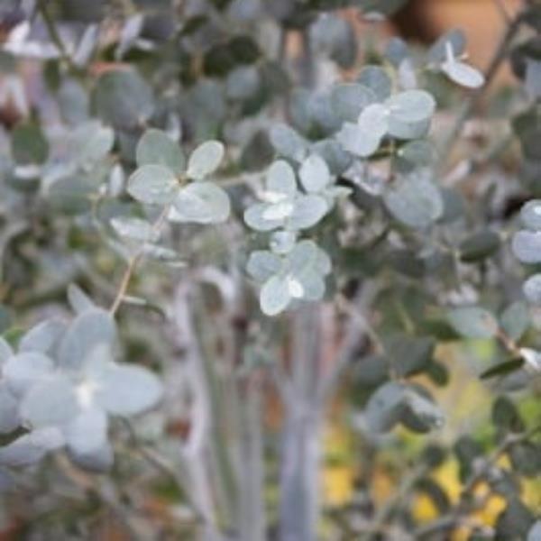 Eucalyptus gunnii Silverana (3)