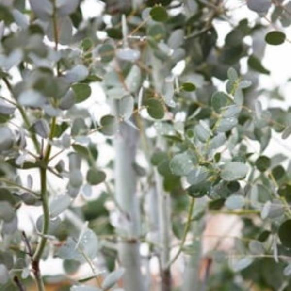 Eucalyptus gunnii Silverana (2)