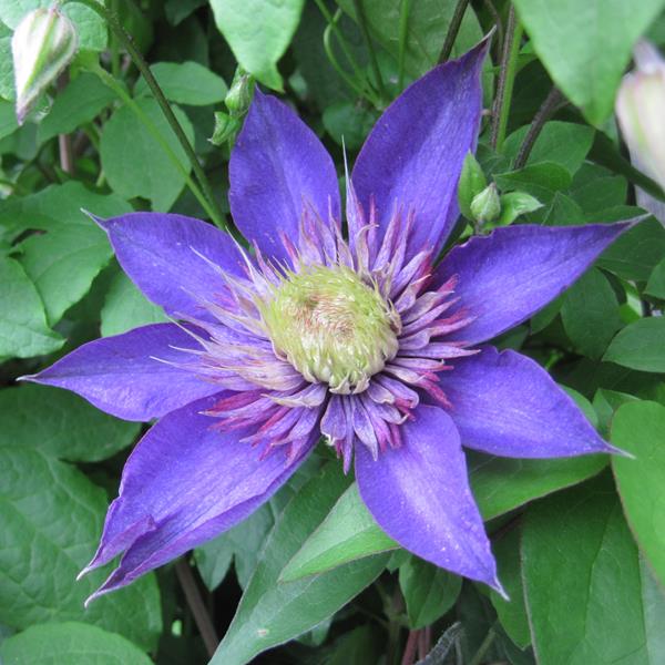 Clematis Multi Blue (1)