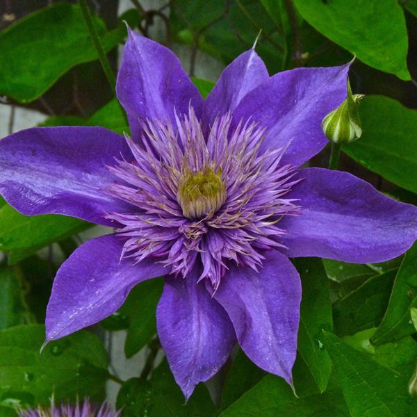 Clematis Multi Blue (3)