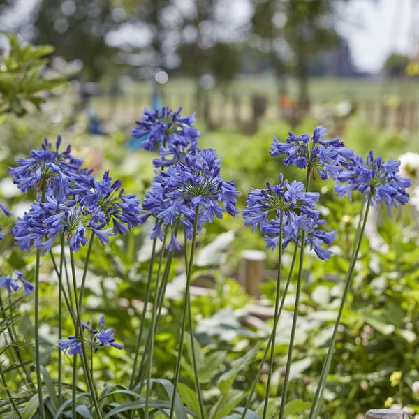 Agapanthus Ever Sapphire (1)