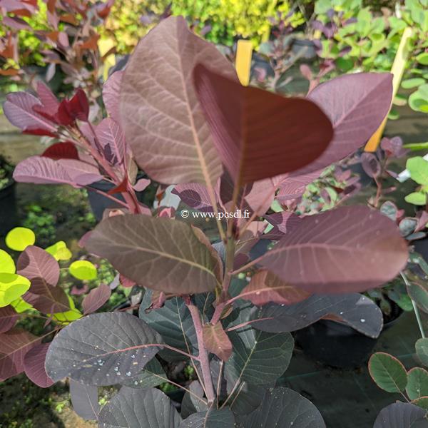 Cotinus coggygria Winecraft Black (2)