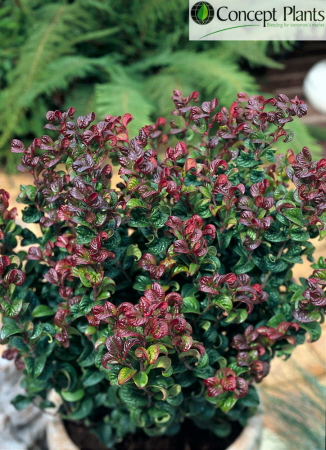 l_leucothoe%20curly%20red