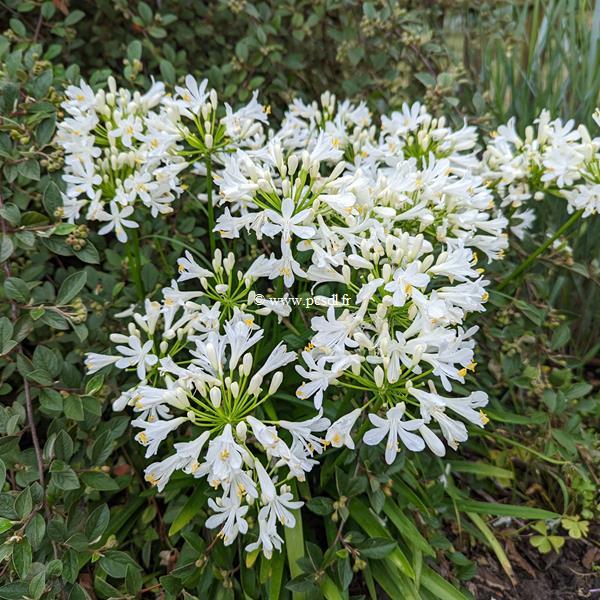 Agapanthus Little Dutch White