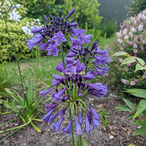 Agapanthus Poppin Purple