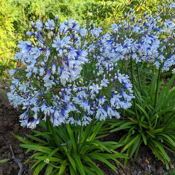 Agapanthus Tiwster