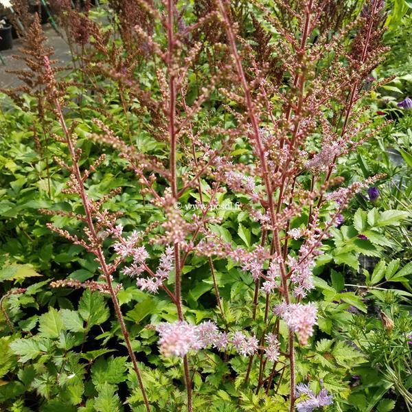 Astilbe Beauty of Ernst (2)