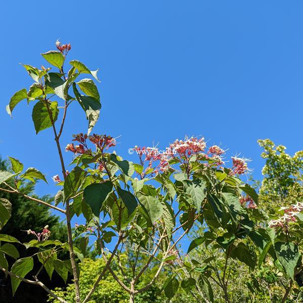 Clerodendrum trichotomum Fargesii (1)