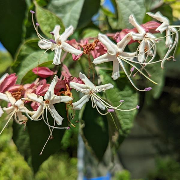 Clerodendrum trichotomum Fargesii (2)