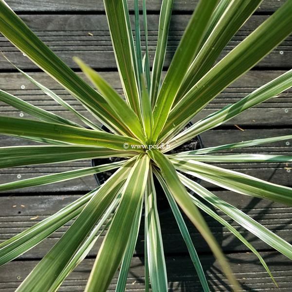 Cordyline australis Torbay Dazzler (1)