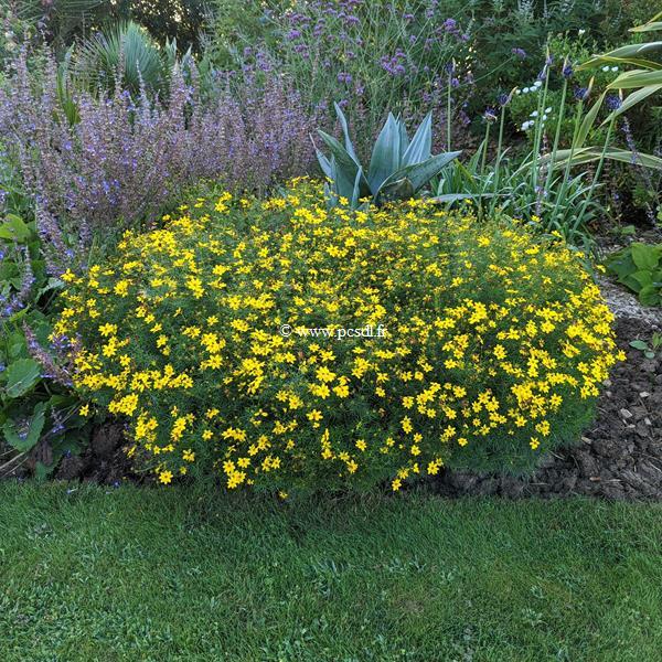 Coreopsis verticillata