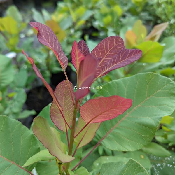 Cotinus coggygria Old Fashioned