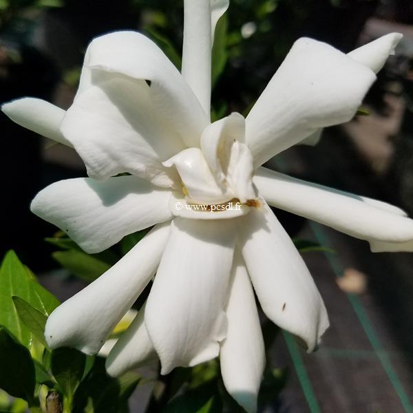 Gardenia jasminoides Celestial Star