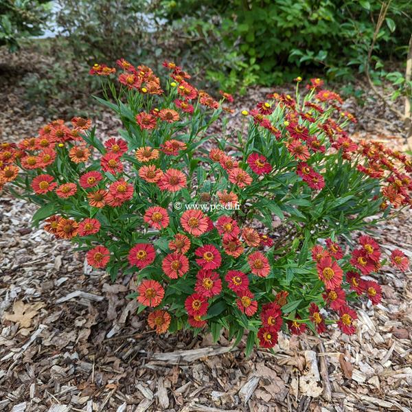 Helenium Ranchera