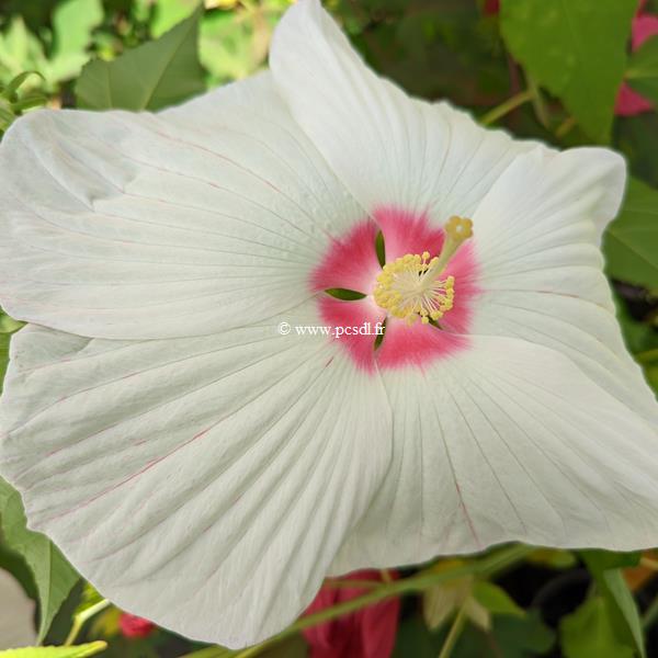 Hibiscus moscheutos Extreme White Eye (3)