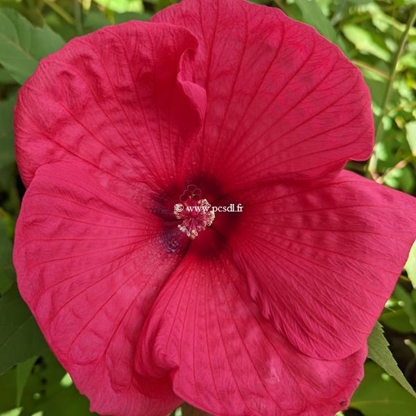 Hibiscus moscheutos Griotte (3)