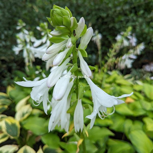 Hosta plantaginea (1)